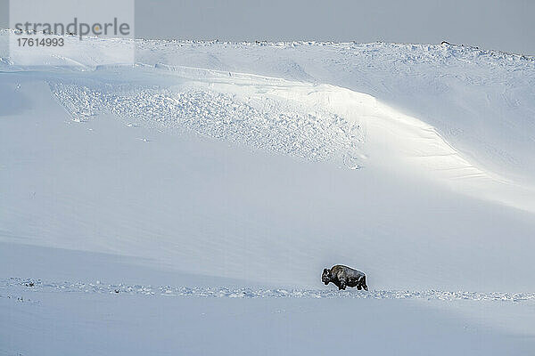 Einsamer amerikanischer Bison (Bison bison)  der durch die verschneiten Hügel streift und gegen den kalten Winter im Yellowstone National Park kämpft; Wyoming  Vereinigte Staaten von Amerika