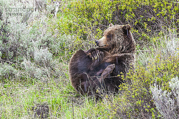 Braunbär (Ursus arctos)  zusammengerollt  auf dem Rücken liegend auf einer grasbewachsenen Wiese  während der Paarungszeit im Yellowstone National Park; Wyoming  Vereinigte Staaten von Amerika
