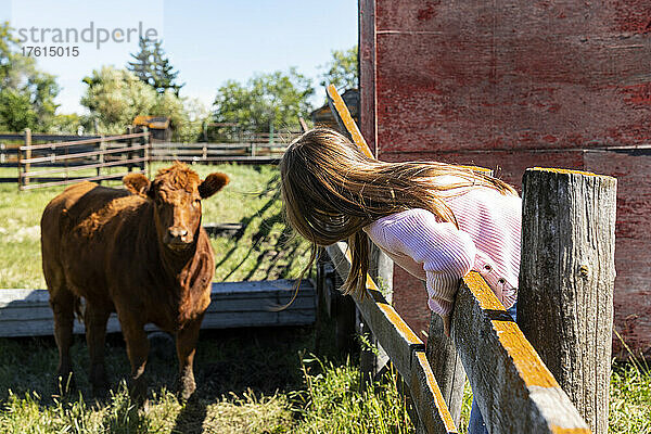 Junges Mädchen auf einer Farm  das auf einem Zaun steht und einer Kuh gegenübersteht; Alcomdale  Alberta  Kanada