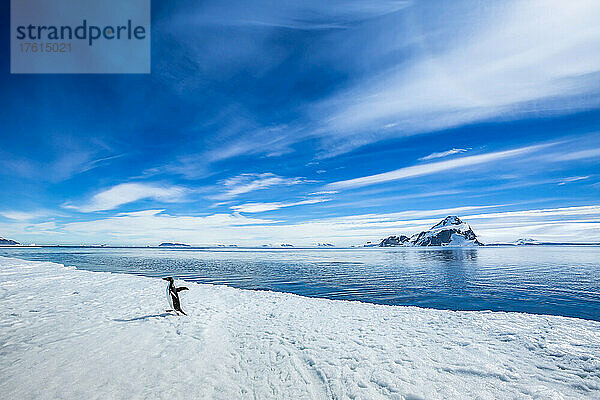 Ein Adeliepinguin spaziert auf dem Packeis im Active Sound nahe dem Weddellmeer in der Antarktis.