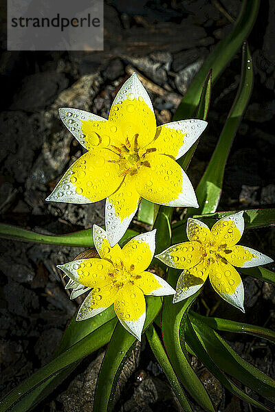 Nahaufnahme von drei gelben Blüten mit weißen Spitzen und Wassertropfen; Calgary  Alberta  Kanada