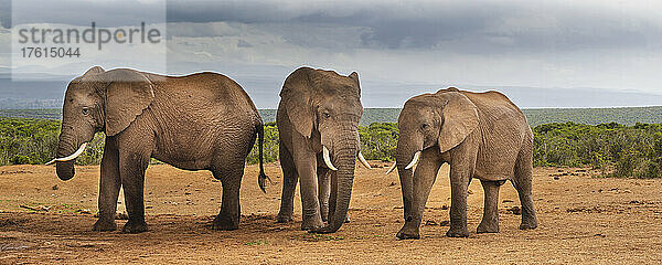 Afrikanische Elefanten (Loxodonta) im Addo-Elefanten-Nationalpark; Ostkap  Südafrika