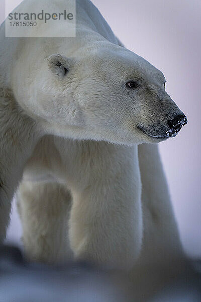 Nahaufnahme eines Eisbären (Ursus maritimus)  der über die Tundra starrt; Arviat  Nunavut  Kanada