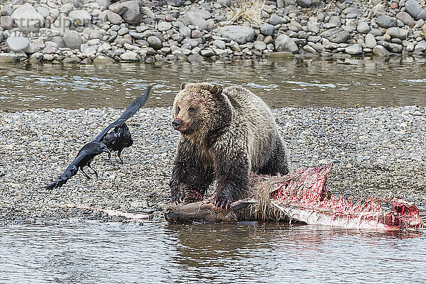 Braunbär (Ursus arctos) beim Fressen eines Elchkadavers am Wasser  während ein Rabenpaar (Corvus corax) zum Plündern herüberfliegt; Yellowstone National Park  Vereinigte Staaten von Amerika