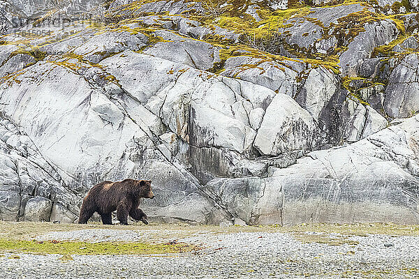 Braunbär (Ursus arctos)  der vor einer Felswand entlang der Küste im Glacier Bay National Park spaziert; Südost-Alaska  Alaska  Vereinigte Staaten von Amerika