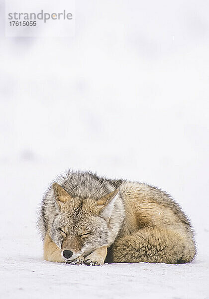 Ein Kojote (Canis latrans)  der zusammengerollt im Schnee schläft; Yellowstone National Park  Vereinigte Staaten von Amerika