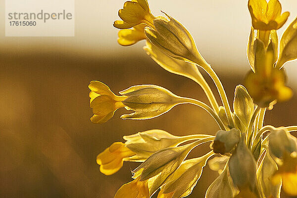 Gewöhnliche Schlüsselblume oder Schlüsselblume (Primula veris); Bayern  Deutschland