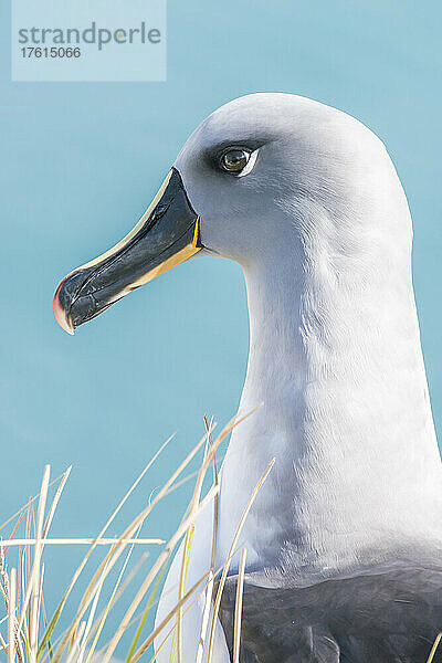 Nahaufnahme eines Graukopfalbatros (Thalassarche chrysostoma) im Gras; Insel Südgeorgien  Antarktis