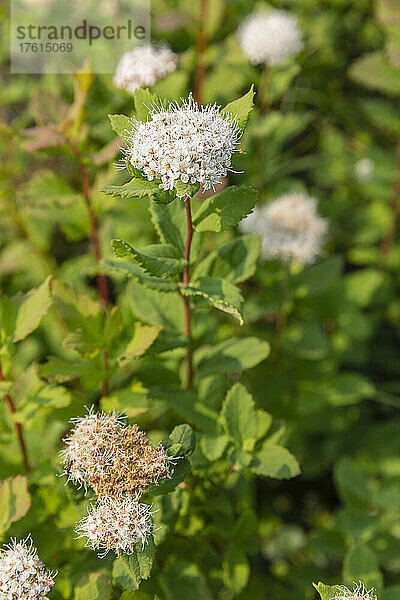 Nahaufnahme einer Alaska-Spriaea (Spirea Beauver diana)  die im Sommer aus einem Beet von Zwergweiden herausschaut  Azachorok Mountain  Lower Yukon River; Mountain Village  West-Alaska  Alaska  Vereinigte Staaten von Amerika