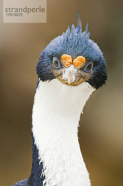 Nahaufnahme einer Blauaugenscharbe (Phalacrocorax atriceps); Antarktis