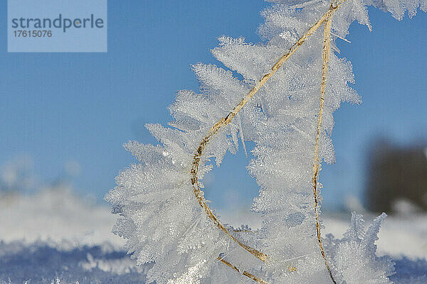 Nahaufnahme von Eiskristallen auf einer schlafenden Pflanze im Winter; Bayern  Deutschland