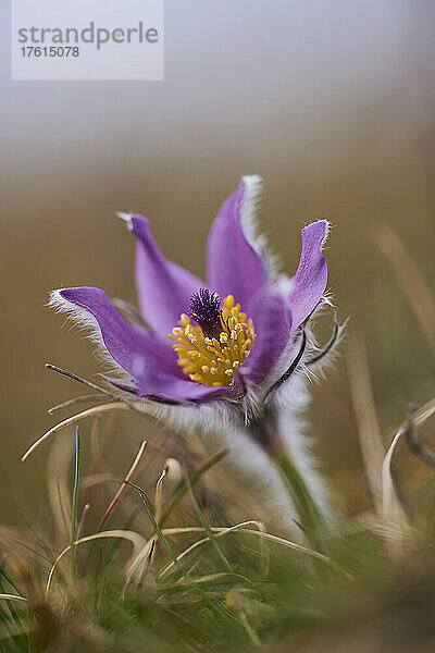 Europäische Fingerhutblume (Pulsatilla vulgaris) in voller Blüte; Bayern  Deutschland