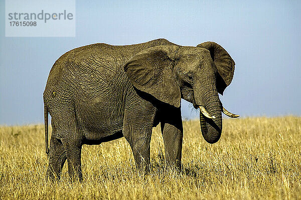 Afrikanischer Elefant  Loxodonta africana  in der Maasai Mara  Kenia; Maasai Mara National Reserve  im Rift Valley  Kenia.