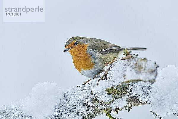 Rotkehlchen (Erithacus rubecula) auf einem verschneiten Ast; Bayern  Deutschland