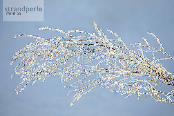 Nahaufnahme einer mit Frost bedeckten Pflanze vor einem blauen Himmel; Thunder Bay  Ontario  Kanada