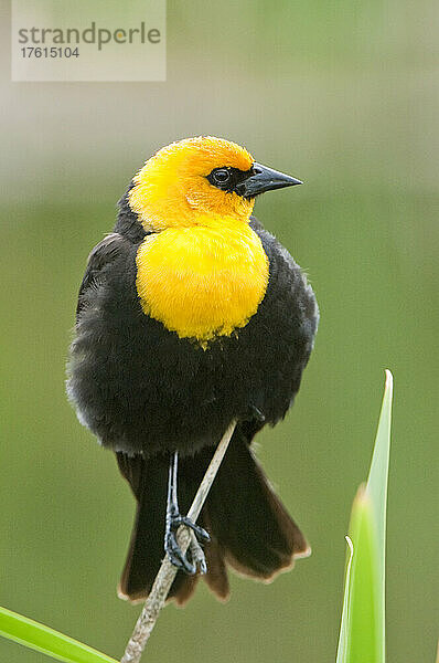 Porträt einer männlichen Gelbkopf-Amsel (Xanthocephalus xanthocephalus)  die auf einem Schilfrohr sitzt; Yellowstone National Park  Vereinigte Staaten von Amerika