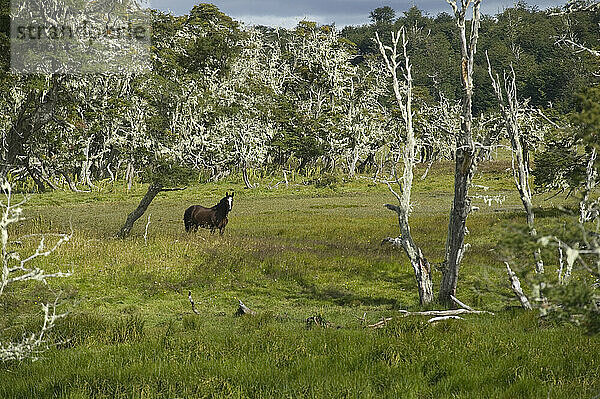 Ein Pferd in einem alten Wald aus Südbuchen in Patagonien  Chile; Puerto Natales  Patagonien  Chile.