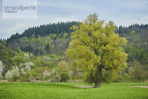 Rissweide und Bruchweide (Salix fragilis); Bayern  Deutschland