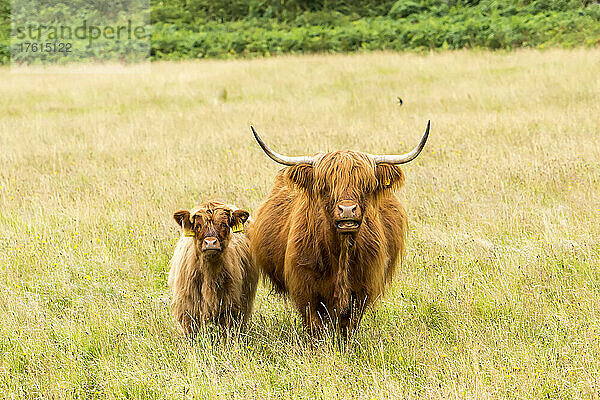 Hochlandrinder stehen auf einer offenen Weide auf der Isle of Mull  Schottland; Isle of Mull  Schottland