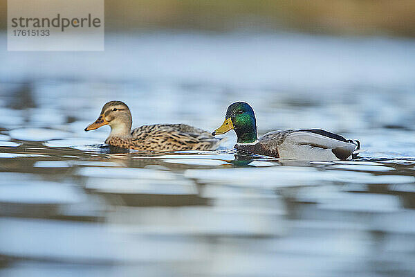 Stockente (Anas platyrhynchos) schwimmt auf einem See; Bayern  Deutschland