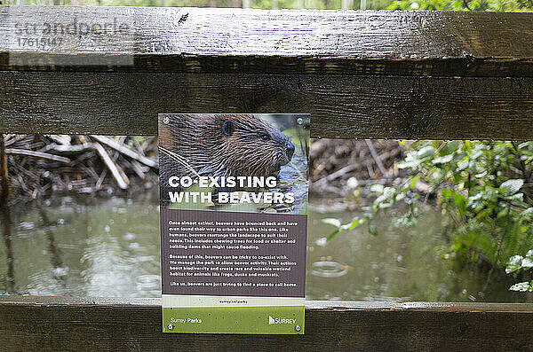 Schild an einem Geländer an einem Biberdamm über die Koexistenz mit Bibern  Green Timbers Urban Forest; Surrey  British Columbia  Kanada