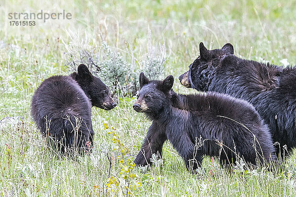 Amerikanische Schwarzbärensau (Ursus americanus) und ihre beiden Jungen bei der Futtersuche auf einem grasbewachsenen Feld im Yellowstone-Nationalpark. Der Amerikanische Schwarzbär ist eine von acht Bärenarten auf der Welt und eine von drei auf dem nordamerikanischen Kontinent; Wyoming  Vereinigte Staaten von Amerika