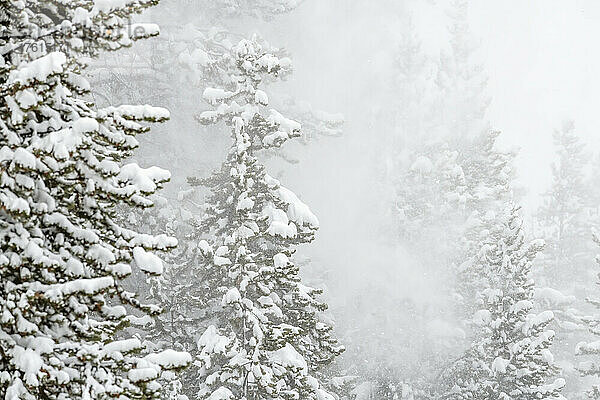 Wald aus Waldkiefern (Pinus contorta) in einem Schneesturm; Montana  Vereinigte Staaten von Amerika