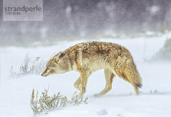 Einsamer Kojote (Canis latrans)  der über ein schneebedecktes Feld läuft und sich durch den wehenden Schnee eines Schneesturms im Yellowstone-Nationalpark kämpft; Wyoming  Vereinigte Staaten von Amerika