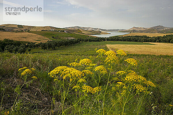 Unberührte Natur  Felder  Blumen und der See Sade Sidi Echahade sind in den ländlichen Außenbezirken von Fes zu sehen; Fes  Marokko