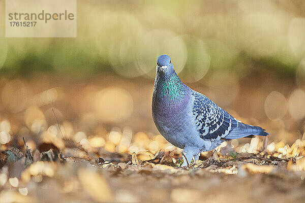 Porträt einer Wildtaube (Columba livia domestica)  stehend auf dem Boden mit Herbstfarben; Bayern  Deutschland