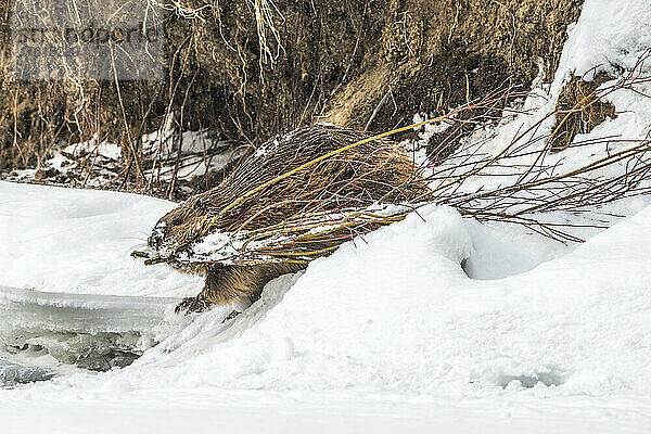 Ein nordamerikanischer Biber (Castor canadensis) trägt einen Weidenzweig (Salix) durch den Schnee in seinem Maul  um einen Damm im Lamar Valley zu bauen; Yellowstone National Park  Vereinigte Staaten von Amerika