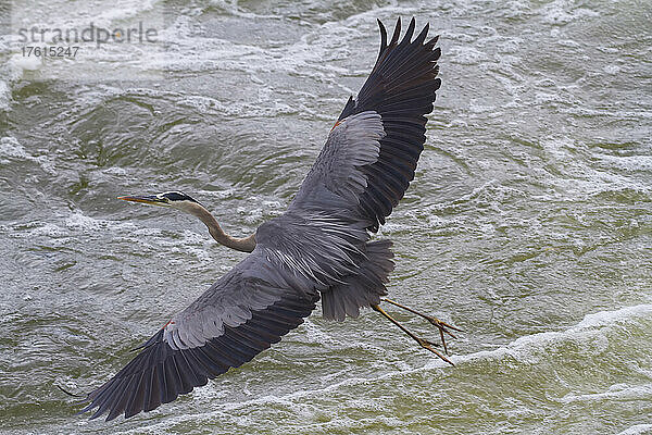 Ein großer Blaureiher mit ausgebreiteten Flügeln fliegt tief über den Potomac River; Great Falls  Potomac River  Maryland.