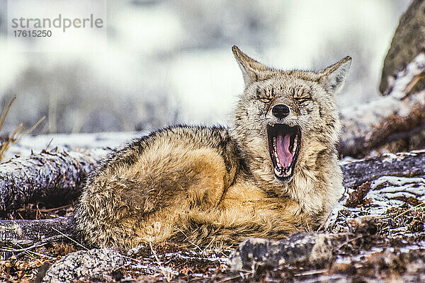 Ein schläfriger Kojote (Canis latrans) liegt zusammengerollt auf dem schneebedeckten Boden und gähnt in die Kamera; Yellowstone National Park  Vereinigte Staaten von Amerika