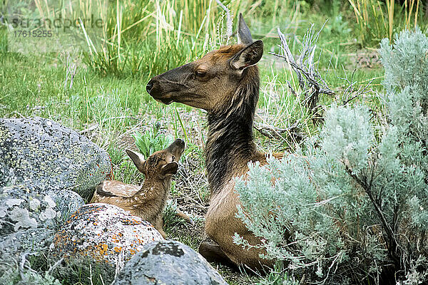 Eine Elchkuh (Cervus canadensis) ruht neben ihrem Kalb und hält Wache  während sie im Gras in der Nähe von Felsen und Büschen im Yellowstone National Park liegt; Wyoming  Vereinigte Staaten von Amerika