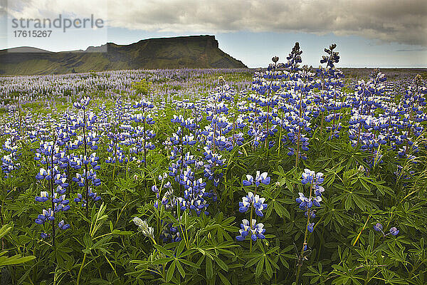 Alaska-Lupinen (Lupinus nootkatensis) in Blüte in Island; Vik  Island.