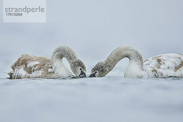 Jungtiere des Höckerschwans (Cygnus olor) bei Schneefall auf der Donau; Bayern  Deutschland