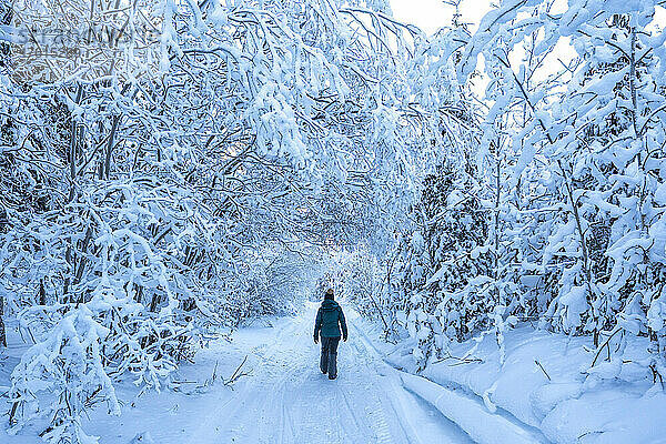 Frau geht durch eine Winterlandschaft in Whitehorse  Yukon; Whitehorse  Yukon  Kanada