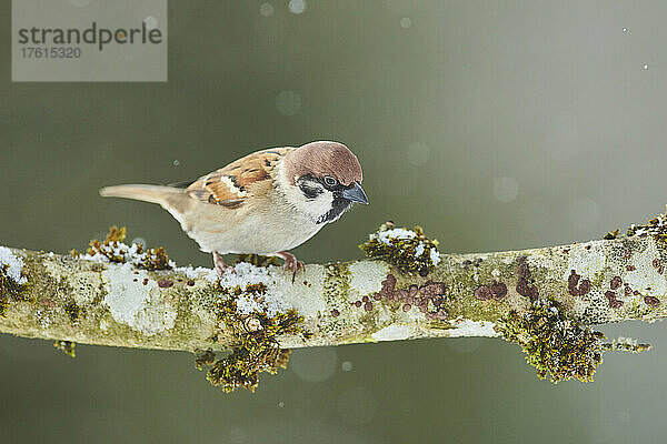 Haussperling (Passer domesticus) auf einem Ast sitzend; Bayern  Deutschland