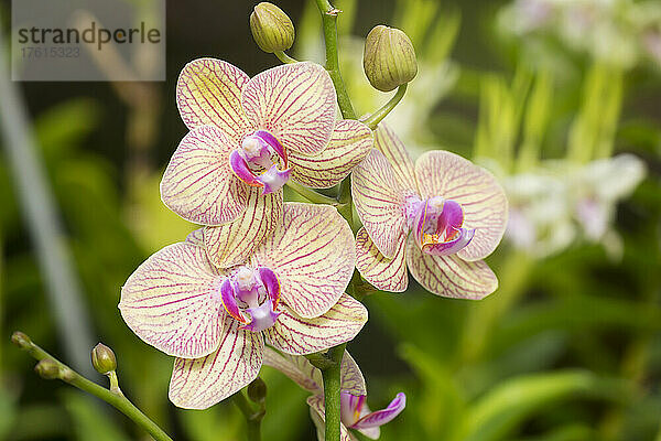 Gelbe Phalaenopsis-Orchidee; Paia  Maui  Hawaii  Vereinigte Staaten von Amerika