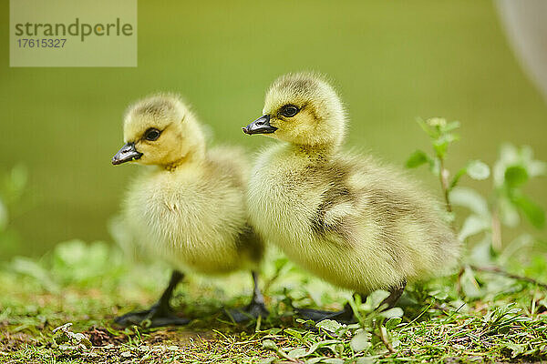 Zwei Kanadagans-Küken (Branta canadensis) auf einer Wiese; Bayern  Deutschland