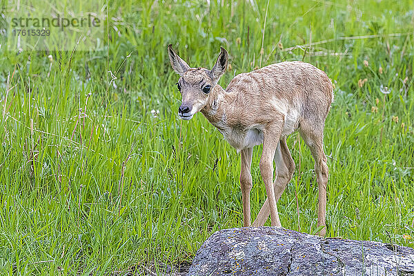 Porträt eines Hirschziegenantilopen-Kitzes (Antilocapra americana)  das auf einem Feld steht und in die Kamera schaut; Yellowstone National Park  Vereinigte Staaten von Amerika