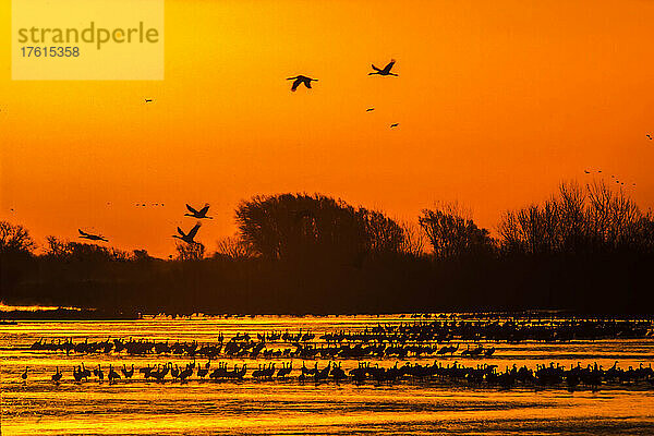 Silhouettierte Sandhügelkraniche (Grus canadensis) versammeln sich am Ufer des Platte River und fliegen bei Sonnenaufgang gegen den leuchtend orangen Himmel; Nebraska  Vereinigte Staaten von Amerika