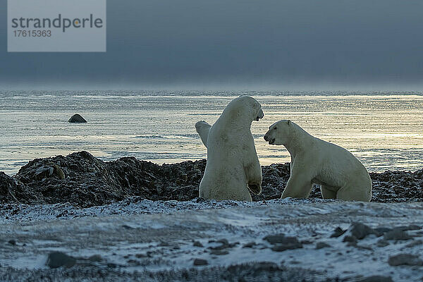 Eisbär (Ursus maritimus) zeigt einer anderen Person eine Insel; Arviat  Nunavut  Kanada
