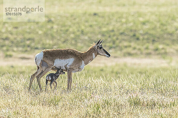 Gabelbockantilopenrind (Antilocapra americana) und ihr neugeborenes Kitz im Gras stehend in Park County; Montana  Vereinigte Staaten von Amerika