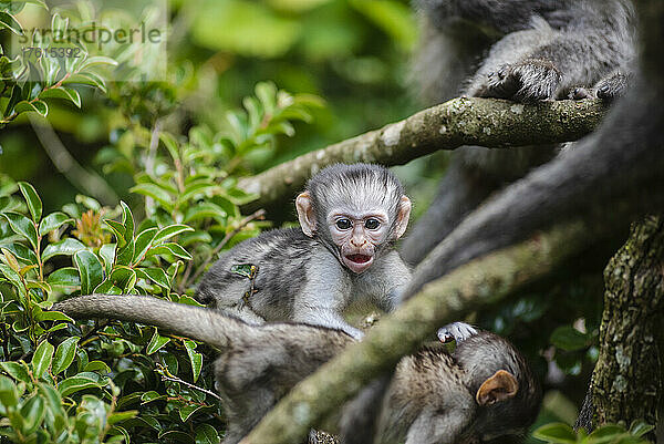 Familie der Grünen Meerkatzen (Chlorocebus pygerythrus) im Monkeyland Primate Sanctuary bei Pletteberg Bay  Südafrika; Südafrika