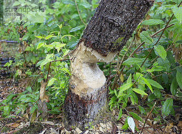 Von einem Biber angefressener Baumstamm im Green Timbers Urban Forest; Surrey  British Columbia  Kanada
