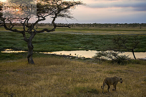 Afrikanische Löwin  Panthera leo  auf dem Weg zu einer Wasserstelle.