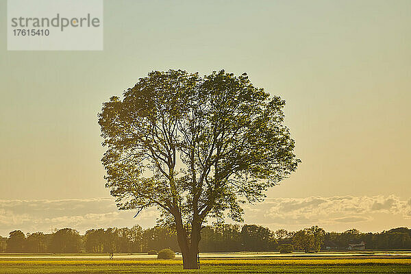 Stieleiche oder Stiel-Eiche (Quercus robur) im späten Tageslicht; Bayern  Deutschland