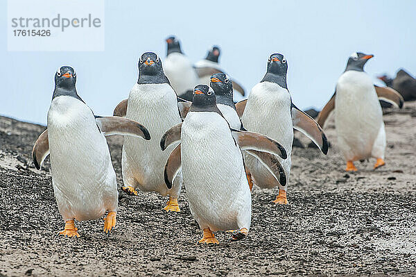 Eselspinguine (Pygoscelis papua)  die gemeinsam am Strand spazieren gehen; Falklandinseln  Antarktis