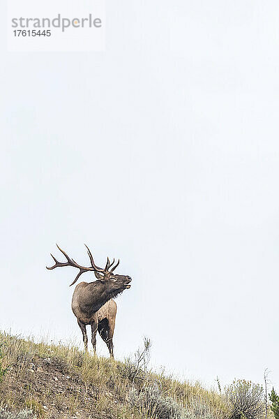 Elchbulle (Cervus canadensis)  der auf einer Hügelkuppe steht und mit einer Reihe von Grunzlauten  Knallgeräuschen  Pfeifen und tiefem Stöhnen seine Anwesenheit ankündigt; Yellowstone National Park  Vereinigte Staaten von Amerika